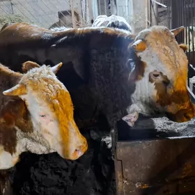 smental okuz orginal