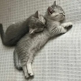 шотландская шиншила