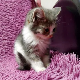 СЛАДКАЯ БУЛОЧКА