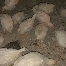 etlik juyje ve bedene