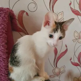 Котенок 4 мес