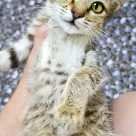 Отдам ласковых котят