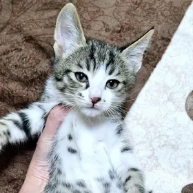 Отдам котят в надежные руки