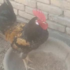 Horaz ýaş Mary şähere dastawka