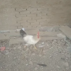 Horaz ýaş Mary şähere dastawka