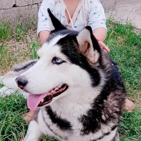 HAÝSKİ ORGİNAL ARASSA