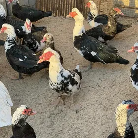 indautga indautka ördek