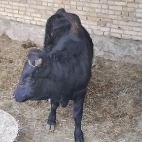 2 йашар Окуз