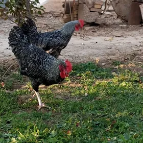 гигант хоразлар