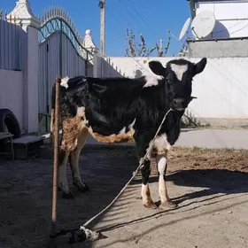 GARALA GALIŞDEYIN TÜWE
