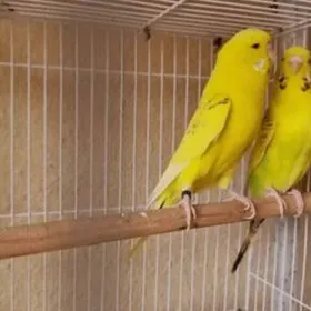 popugay sowgatlyk guslar