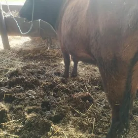 2.гарнына.5.айлык.богаз.