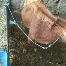 яш.баклык.сыгыр