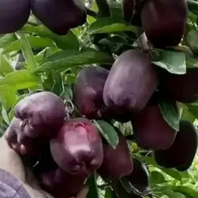 мивели баглар