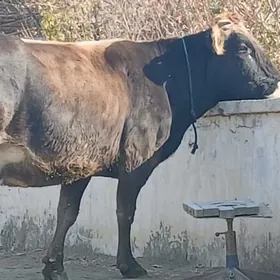 ARGINAL GOLELI BOGAZ SYGYR