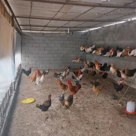 Horazlar 10 ay bolan