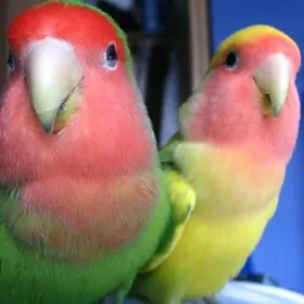 неразлучные nerazluçny