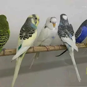 волнисты попугай walnisty