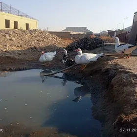 Ордек эркек