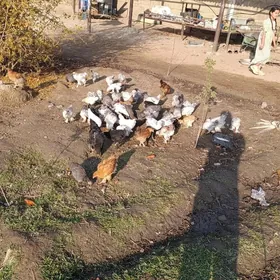 brama jüjö 2 aýlyk bolup.geçdi