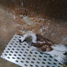 kepderi кепдери голуб