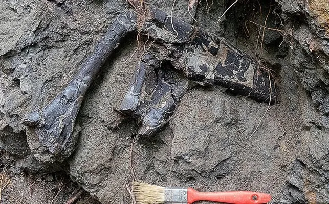 Rumyniýada dinozawr süňkleriniň uly üýşmegi tapyldy