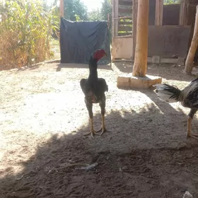 энаси узбек отаси айванча