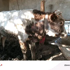 OKUZLER BAKYLAN 9 SANY