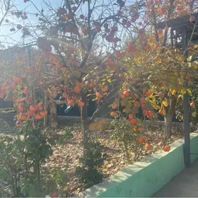 королек хурма