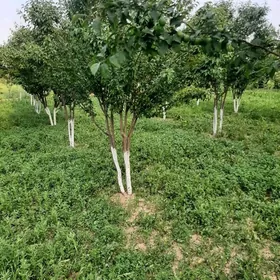 Önimçilik üçin ýer