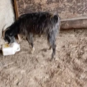 gysyr geçti bakmaly