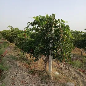 Satlik Onu.cilik yerSatlik onu