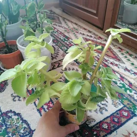 отростки лимонника