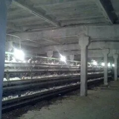 Towuk ferma 45000 lik