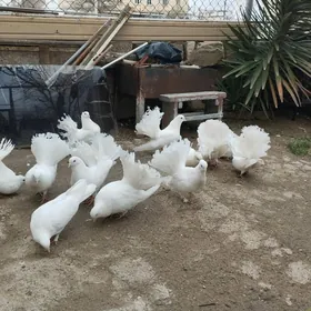 голуби павлины