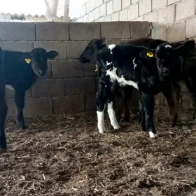 öküzçe tüwe göle