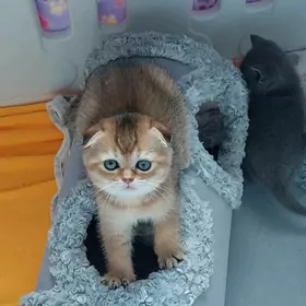 Котята Золотые Шиншилла