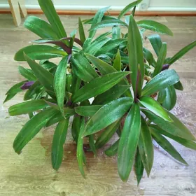 КОМНАТНЫЕ ДОМАШНИЕ ЦВЕТЫ.