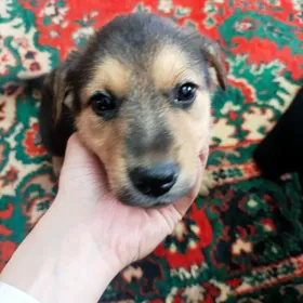 Немецкая овчарка