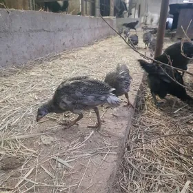 brama,sesarka gigant