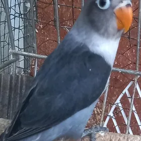 попугаи неразлучники