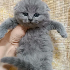 шотландские котята