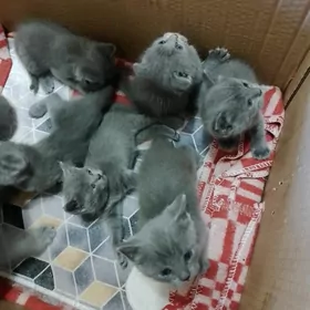 Шотландс Британские котята