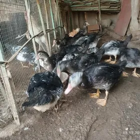 индаутка indautka