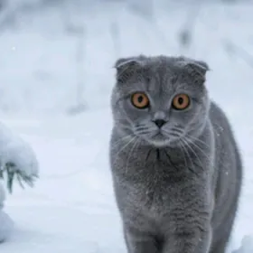 Шотландский кот