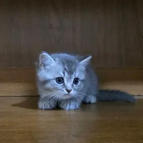 Котята шотландские