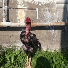 Taşkent baýes horaz