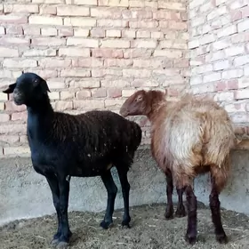 Gissar Goýunlar Semiz Bakyda