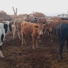 mal bakmana copan gerek