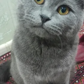 потерялся кот!